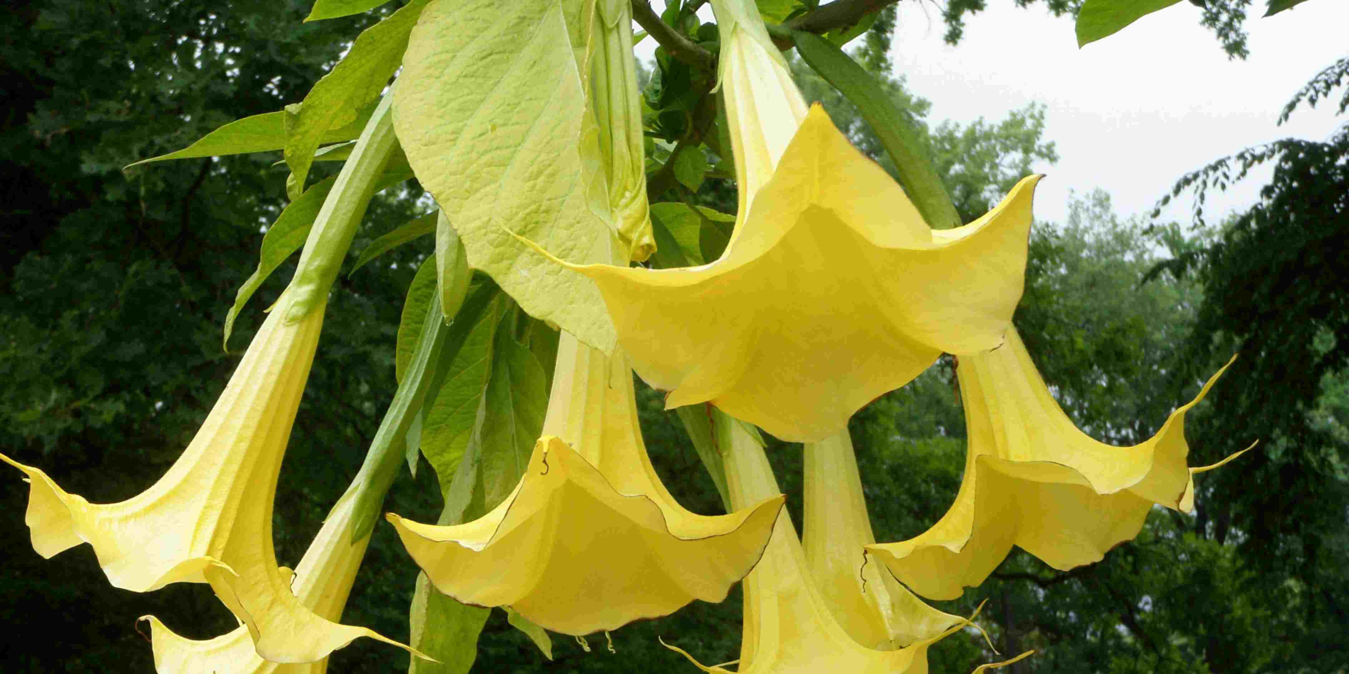 Mengenal Tanaman Kecubung: Manfaat dan Efek Samping Mengonsumsinya