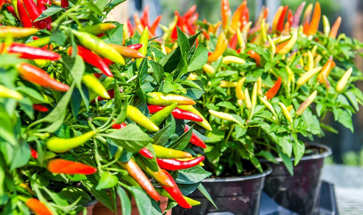 1.800 Atlet ikuti KlikDokter Run Fest 2022 , Gelorakan Semangat #JagaSehatmu Sambil Wisata