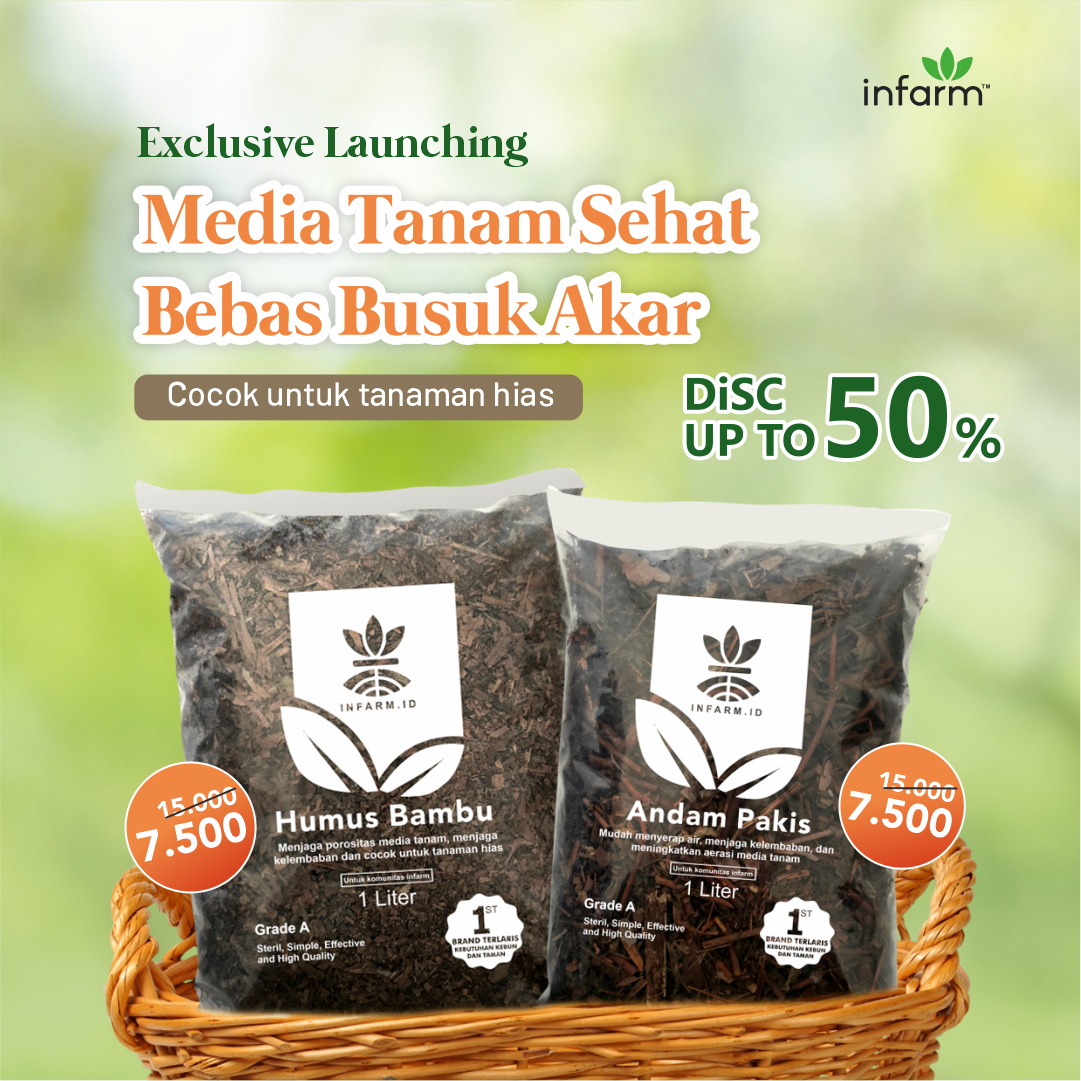 Udah gak ragu lagi kalau mau nanem t dirumah. Pakai media tanam ini bikin pertumbuhannya jadi lebih maksimal dan sehat. Akar tanaman auto bebas dari penyakit busuk. Buruan koleksi media tanam sehat ini